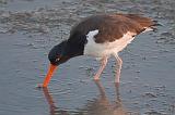 Oystercatcher With Catch_40052